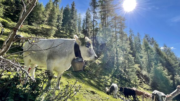 Almabtrieb 2021 - Sennhof - Niederthai