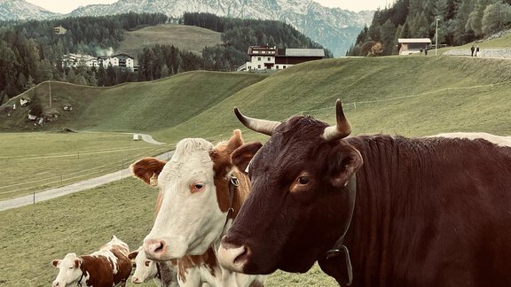 Darf ich vorstellen: Unsere Ladies !! - Sennhof - Niederthai