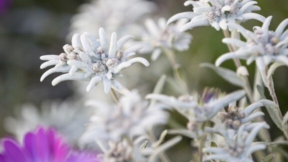 Edelweiß im Hausgarten - Ferienwohnung La Chiesa - Obergurgl 