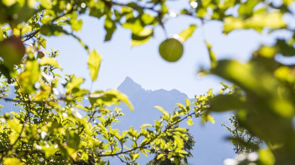 Unser Acherkogel - Ferienhof Haderlehn - Sautens