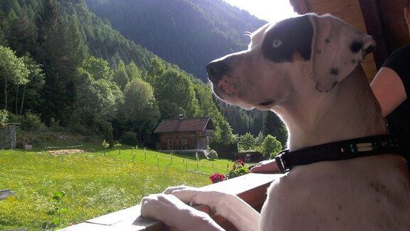 Hunde Willkommen - Ferienhof Haderlehn - Sautens