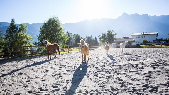 haderlehn_2016_72dpi_danielzangerl (64 von 81) - Ferienwohnungen und Chalets Pienz-Bobnar - Sautens