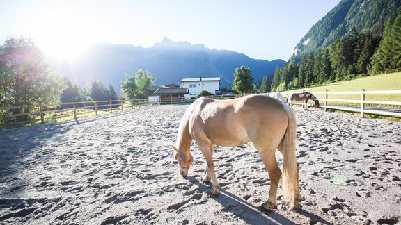 haderlehn_2016_72dpi_danielzangerl (18 von 81) - Ferienwohnungen und Chalets Pienz-Bobnar - Sautens