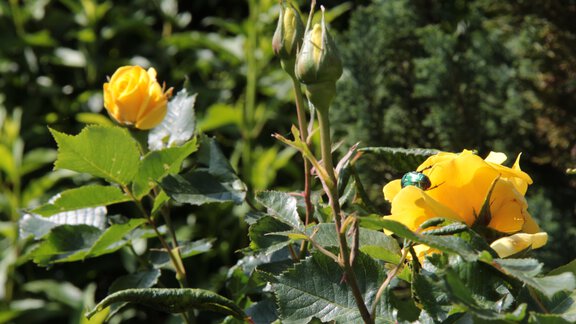 Garten - Haus Sonnegg - Sautens