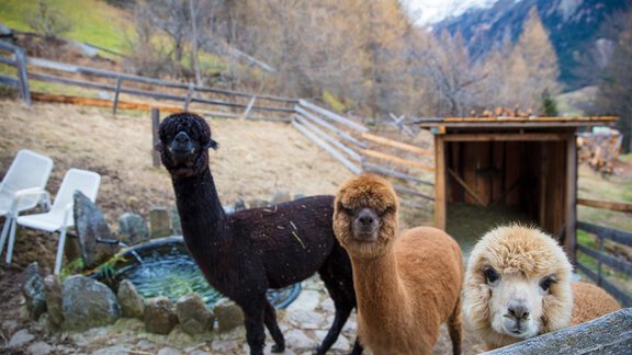 Three alpacas are standing on a farm with a mountain view. In the background, there is a small cabin and some trees. - Brandlehof - Sölden