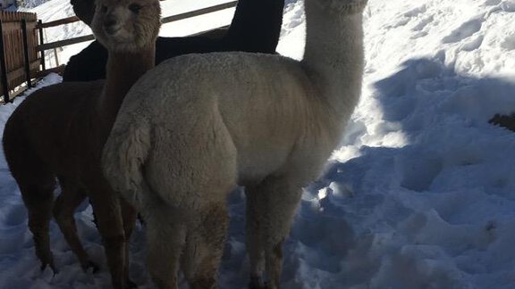 Three alpacas are standing in the snow in front of a mountain landscape. The sun is shining and the sky is blue. - Brandlehof - Sölden