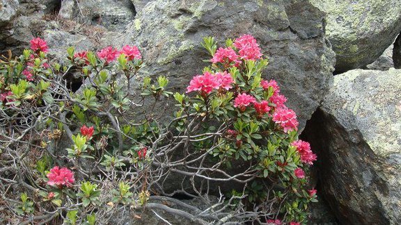 A bush with pink flowers grows between large stones. The plants add color and life to the harsh surroundings. - Ferienhof Paulelas - Sölden
