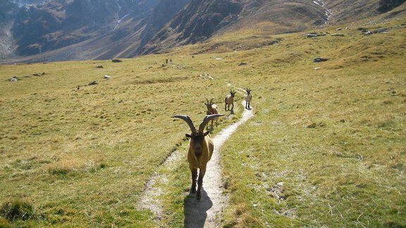 A group of goats on a green hiking trail in the mountains. Snow-covered mountains can be seen in the background. - Ferienhof Paulelas - Sölden
