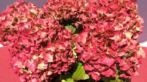 A magnificent, blooming hydrangea in a pot. The flowers are in a vibrant shade of red. - Gästehaus Martin - Sölden