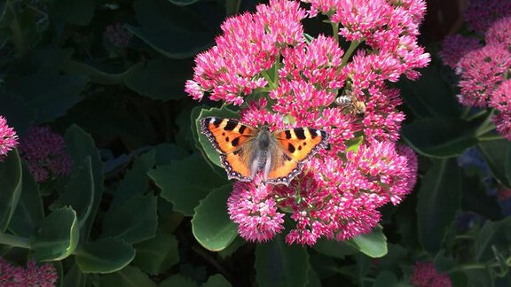A butterfly is sitting on a cluster of pink flowers. The flowers create a beautiful background of green leaves. - Gästehaus Martin - Sölden