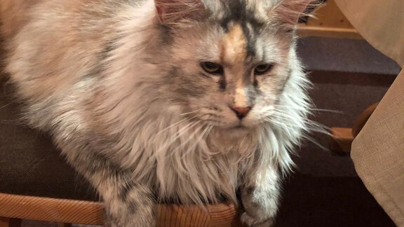 A pretty cat lies tired on a chair. Her fur is long and patterned, and the surroundings seem cozy. - Gästehaus Martin - Sölden