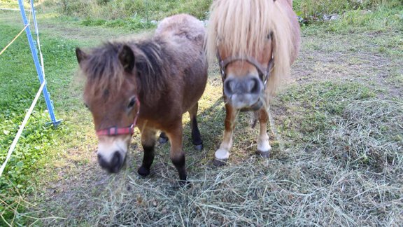 Unsere Ponys - Pension Waldesruh - Sölden