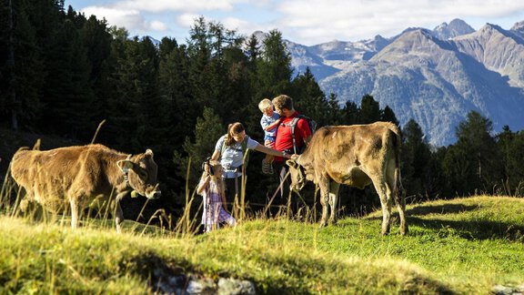 Kühe, Bauernhof - Appartement Stuibenfallblick - Umhausen | © © Ötztal Tourismus
