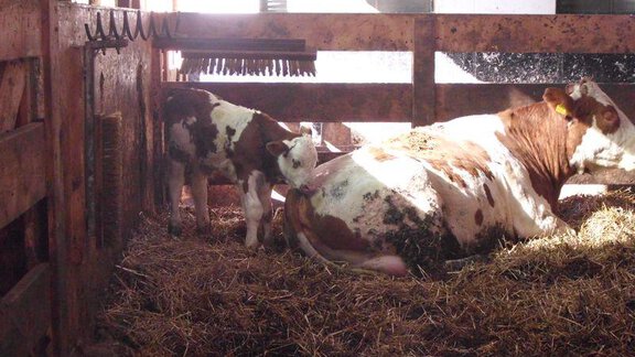 Nachwuchs bei den Kühen - Pension Edelweiss - Umhausen