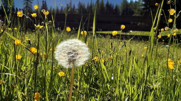 Frühling auf der Alm - Ferienwohnung Eva - Längenfeld
