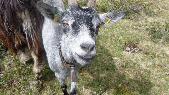 Lieselotte - Honzar Hof - Längenfeld