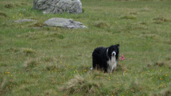 Lucky - Honzar Hof - Längenfeld