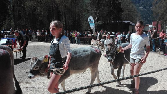 Sophia und Mae mit Ihren Kälbchen - Honzar Hof - Längenfeld
