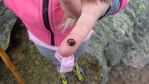 Sophia und der Marienkäfer!! - Honzar Hof - Längenfeld