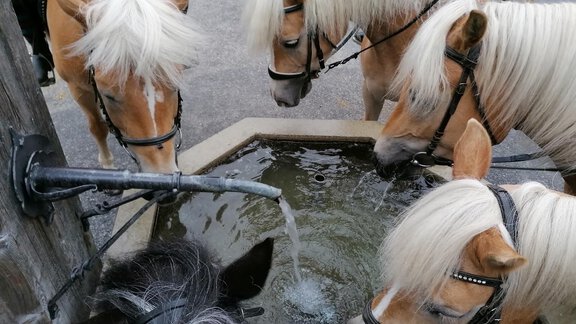 Reitferien Reitunterricht Haflinger Pferde Ferienw - Appartements & Biobauernhof der Veitenhof - Niederthai