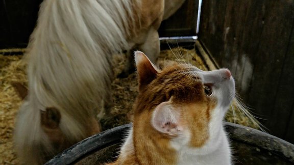 Kater Emmi Bio & Reiterhof der Veitenhof - Niederthai