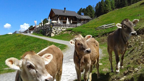 Unsere Feldringalm - Berghotel & Gasthof Marlstein - Ochsengarten | © Gasthof Marlstein KG