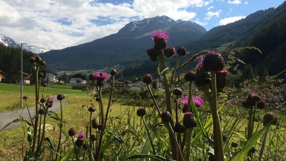 Colorful flowers in the foreground with purple blossoms. In the background, impressive mountains can be seen under a blue sky. - Appt. Ideal - Sölden