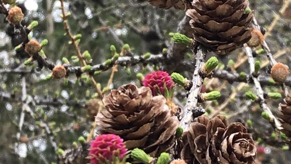 A close-up of pine cones with vibrant red and green flowers. The scene conveys an impression of spring and natural beauty. - Gästehaus Martin - Sölden