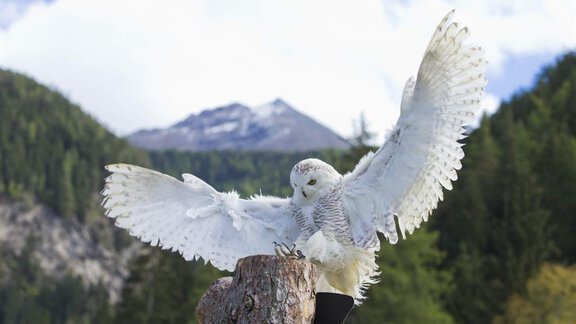 Greifvogelpakr - Umhausen - Haus Scheiber Christina - Umhausen