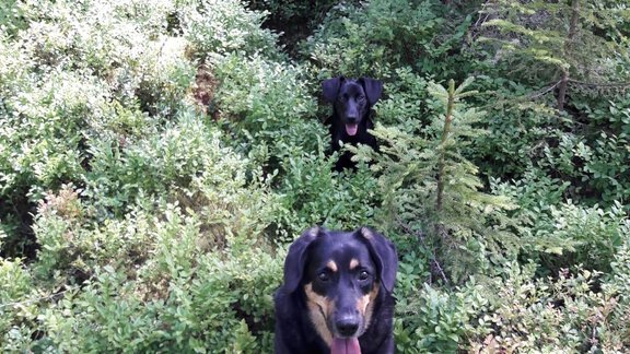 Hunde erlaubt - Ferienhaus Florentine - Längenfeld
