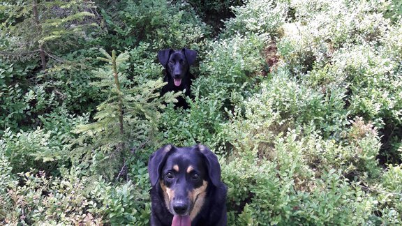 Hunde erlaubt - Haus Alpenflora - Längenfeld