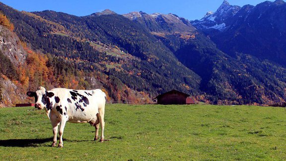 Urlaub am Bauernhof 2 - Griesserhof - Oetz