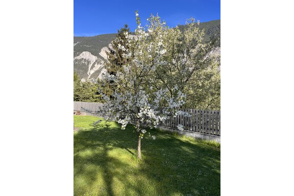 Garten - Ötztal Apartment - Haiming