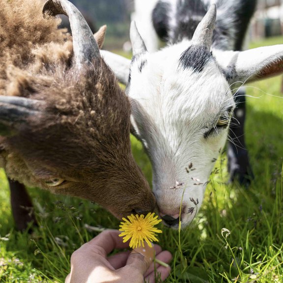 Zwei Ziegen schnüffeln an einer gelben Blume, die von einer Hand gehalten wird. Im Hintergrund sind grüne Wiesen und andere Tiere zu sehen. - Ferienbauernhof Wendlshof - Längenfeld