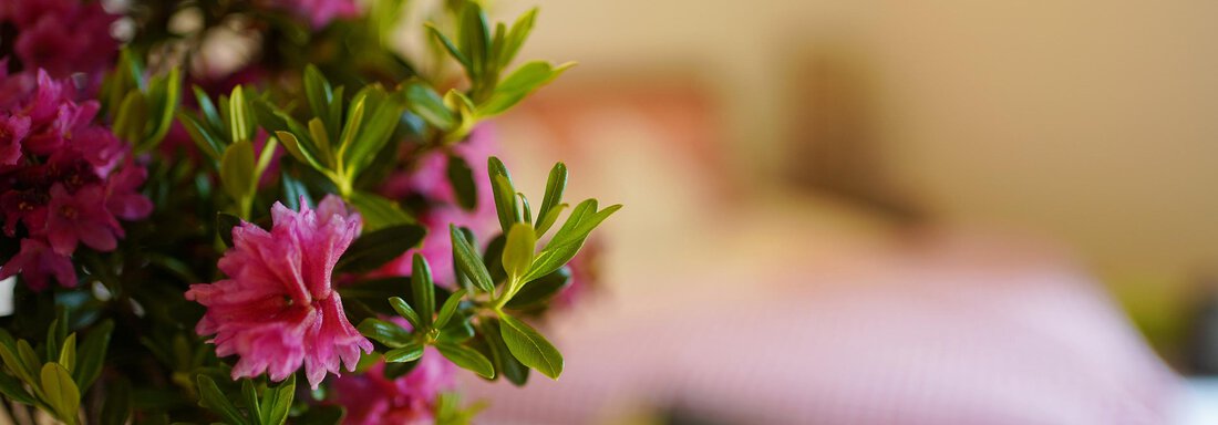 Ein schöner Blumenstrauß mit rosa Blüten steht im Vordergrund. Im Hintergrund ist ein gemütliches Schlafzimmer mit einem Bett zu sehen. - Sonnenhof - Niederthai