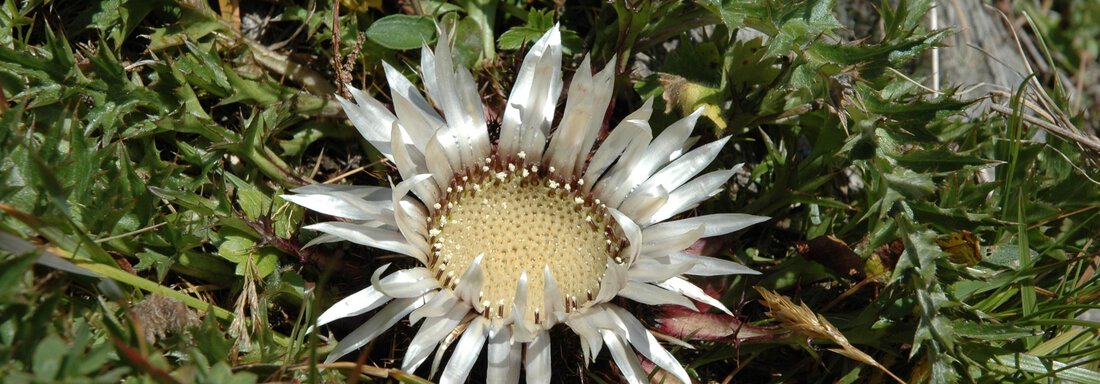 The flower "Silver Thistle" with white petals and a yellow center. It grows in the green grass of nature. - Appartements Pfausler - Oetz