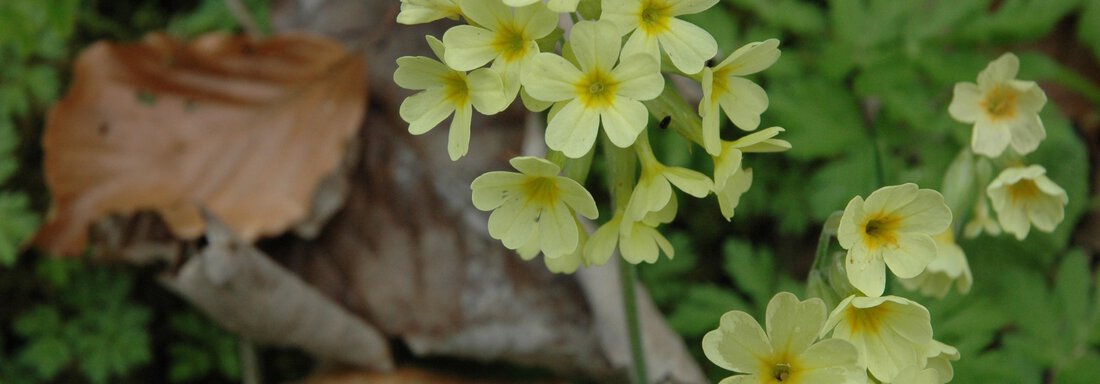 flower Himmelschlüssel - Gästehaus Pfausler - Oetz