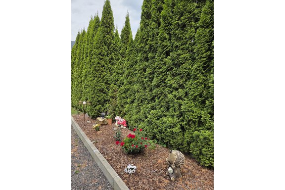 1000076010 - Jassy - Sautens