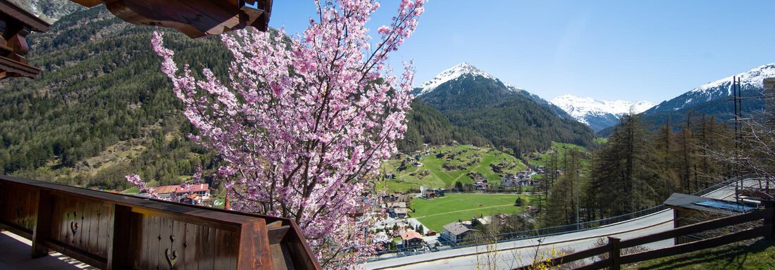 A beautiful view of the mountains and the green valley. In the foreground, a cherry tree is blooming under a clear blue sky. - Haus Alpenstern - Sölden