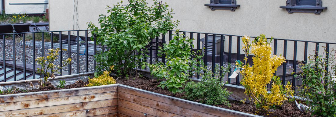 A terrace with wooden walls and a selection of green plants. In the background, windows of a building can be seen. - Lutonia Appartements Sölden - Sölden