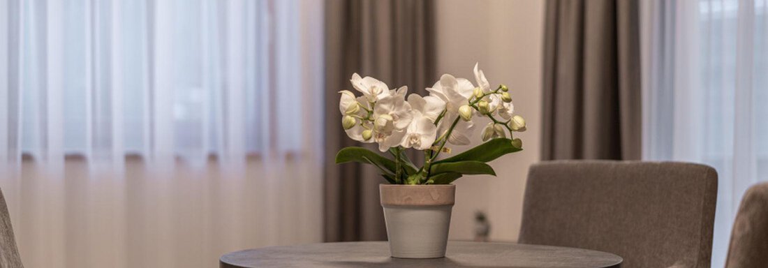 A stylish table with a pot of orchids in a modern room. In the background, there are bright curtains and two comfortable chairs visible. - Pension Miramonte - Sölden
