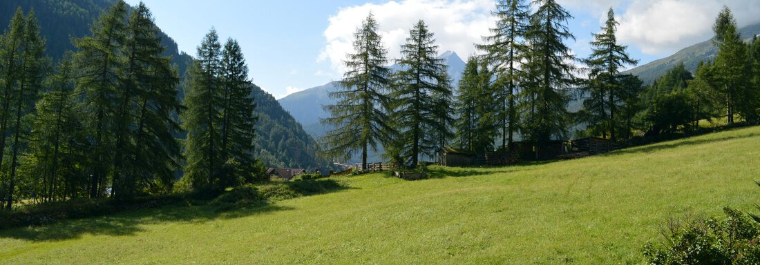 A picturesque Alpine landscape with green meadows and tall coniferous trees. In the foreground, red geraniums are blooming. - Pension "Zur alten Mühle" - Sölden