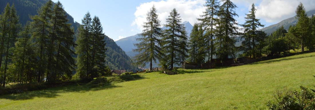 A picturesque landscape with green meadows and tall trees. In the foreground, red flowers are blooming, and in the background, mountains and a blue sky can be seen. - Pension "Zur alten Mühle" - Sölden