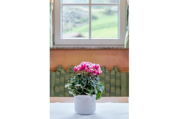 A beautifully blooming houseplant stands in a white pot on a table. In the background, a window with a view of a green landscape is visible. - Villa Castelbell - Sölden