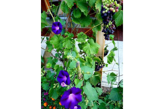 in the garden - Appartement Grießer - Umhausen
